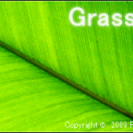 grashopper_start_image